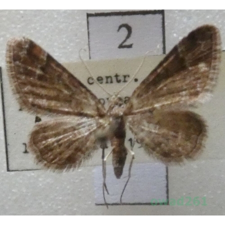 Gymnoscelis rufifasciata (Haworth, 1809) Czech2